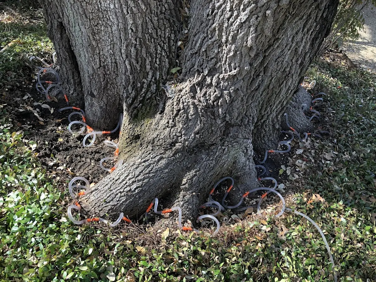 Detailed Tree Cabling and Bracing job site in Mertzon