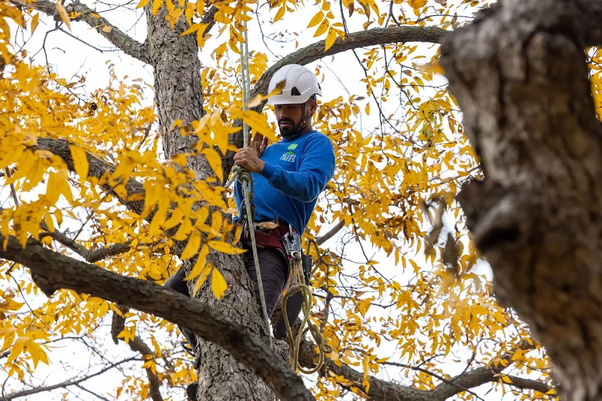 Skilled Tree Planing crew working in Mertzon